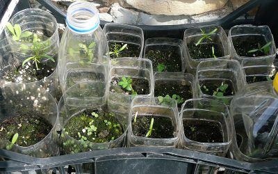 Winter Sowing