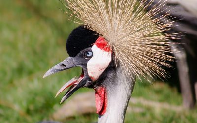 Caption This Crane