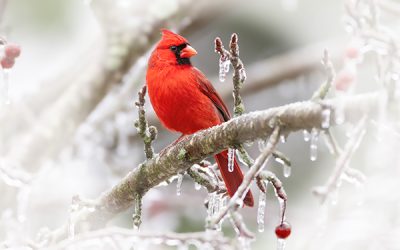 God Feeds The Birds!