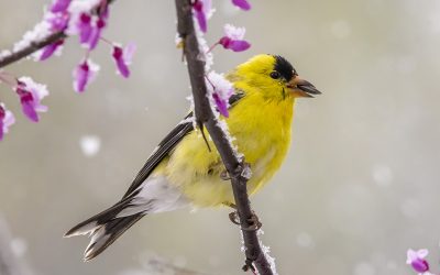 In Anticipation of Spring