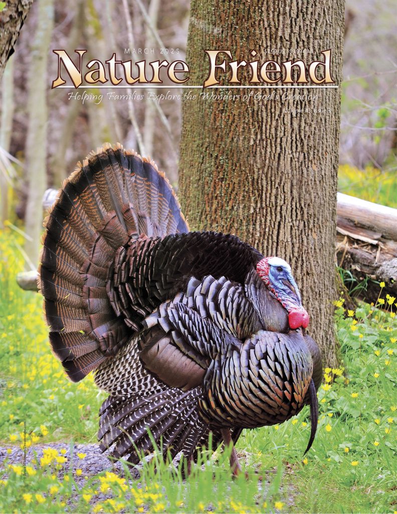 wild turkey strutting