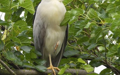 The Secret Lives of Night Herons: Nature’s Twilight Fishermen