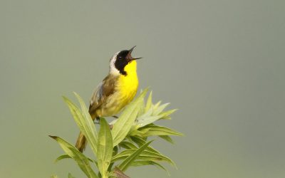 Bird Clue Puzzles