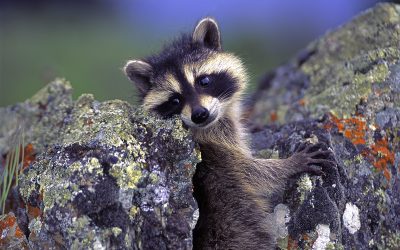 Caption This Raccoon