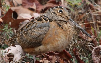 Wacky Woodcock