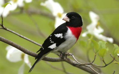 Exploring Nature, April 2025
