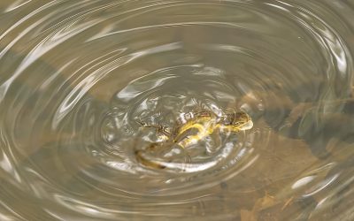 Slippery Salamander Quiz