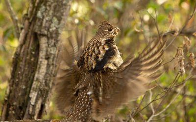 Let’s Take a Hike, April 2025: Ruffed Grouse