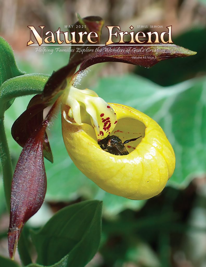 bee in yellow lady's slipper
