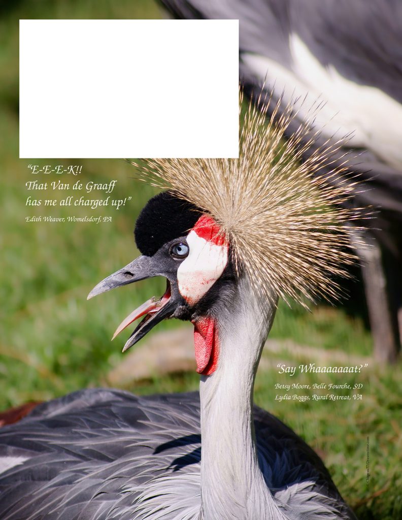 caption this Gray Crowned-Crane