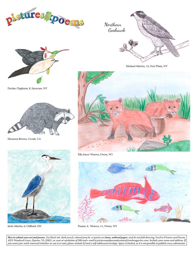 nature artwork