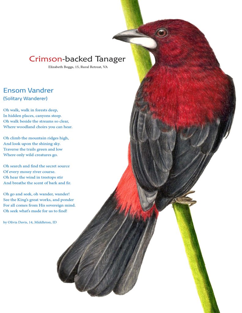 Crimson-backed Tanager drawing and Ensom Vandrer (Solitary Wanderer) poem