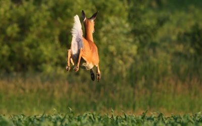 Dealing with Deer