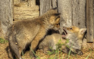 Caption This Fox