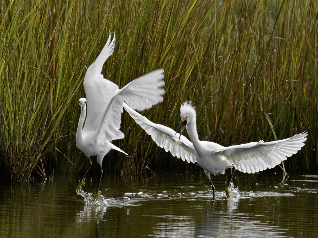 Great Egrets