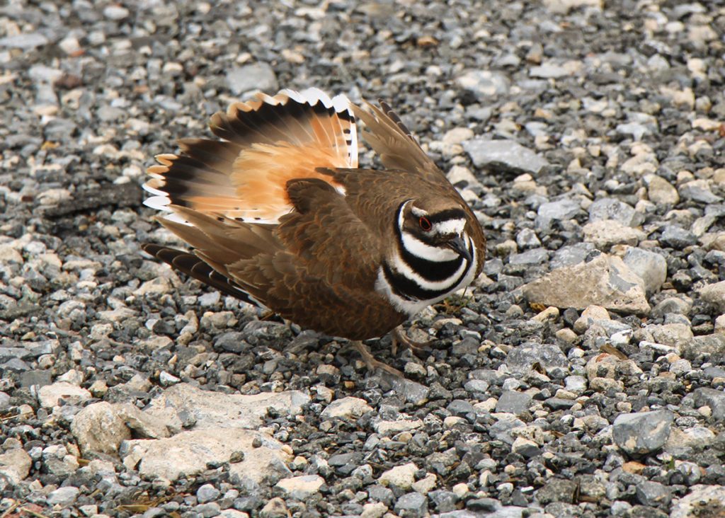Killdeer showing orange tail patch in defense