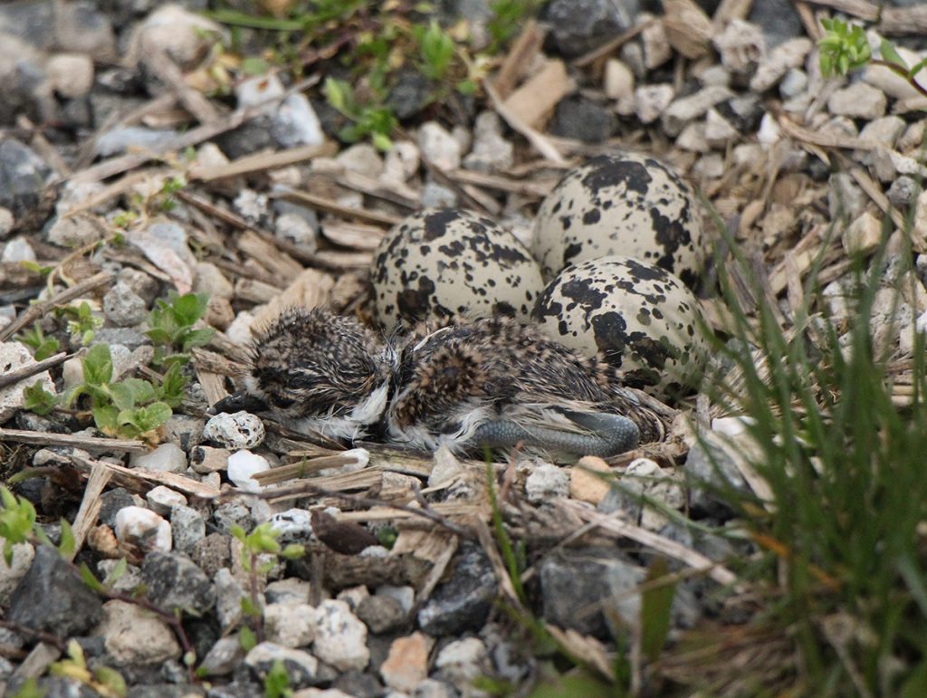 Killdeer nest with eggs and chicks
