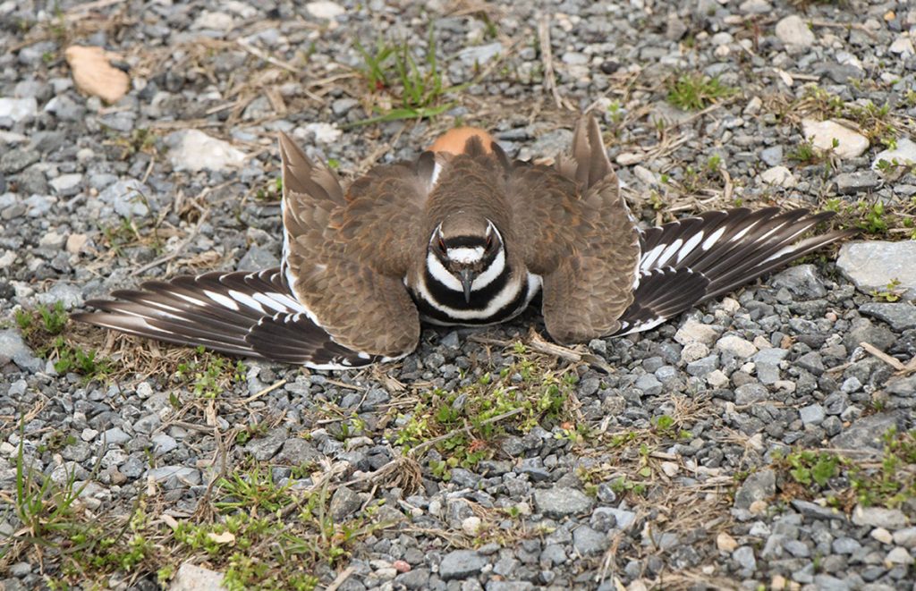 Killdeer spreading its wings protectively over its nest