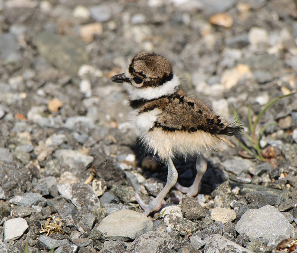 Killdeer chick