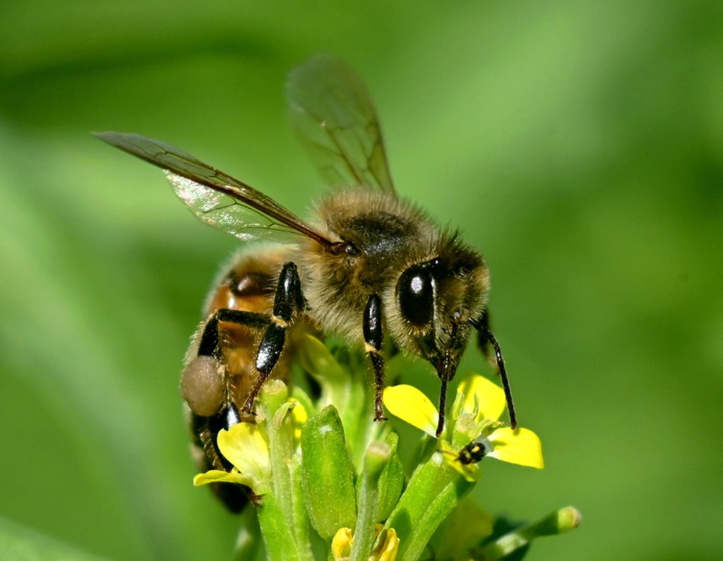 honeybee on yellow flowers