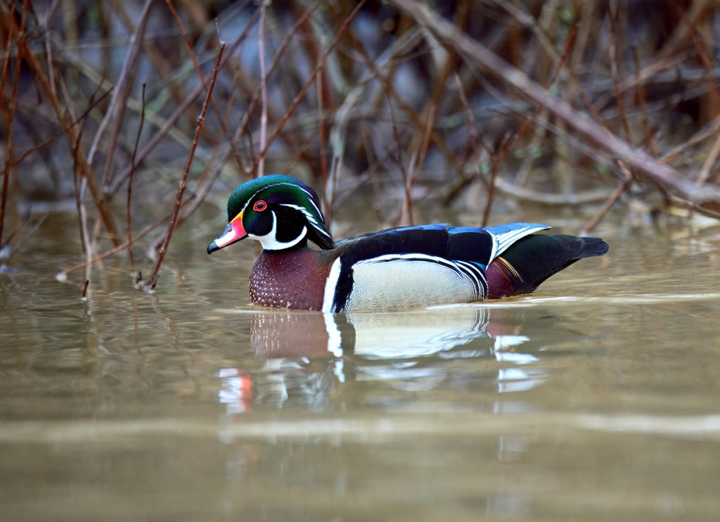 Wood Duck drake swimming