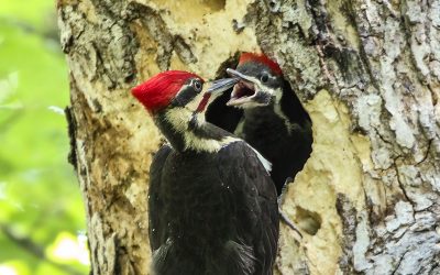Woodpecker Word Search