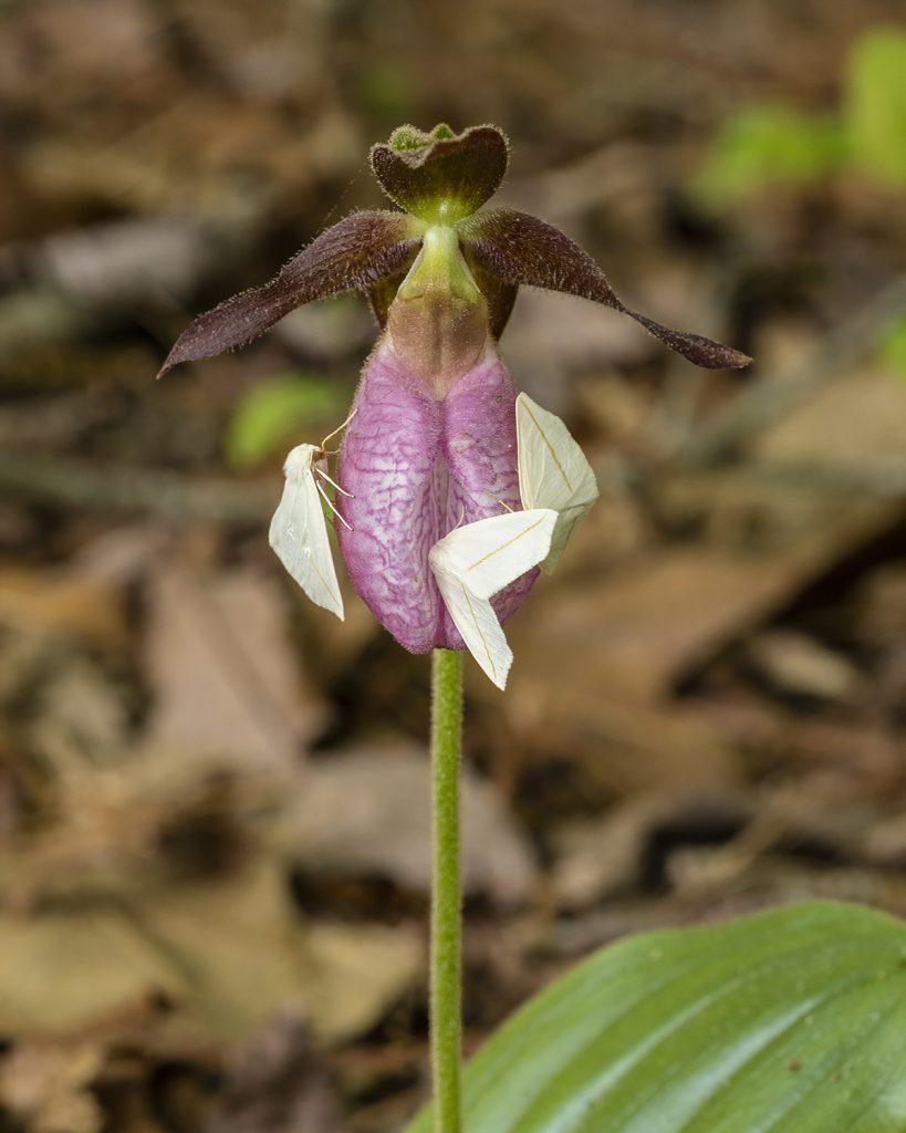 pink lady's slipper with white slant-line moths