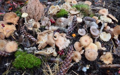 The Mushroom Hunt