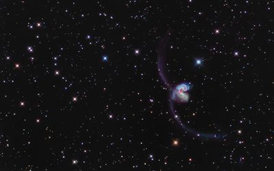 Eastern Hydra and Corvus