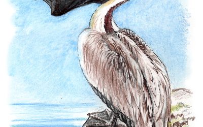 You Can Draw a Brown Pelican Submissions
