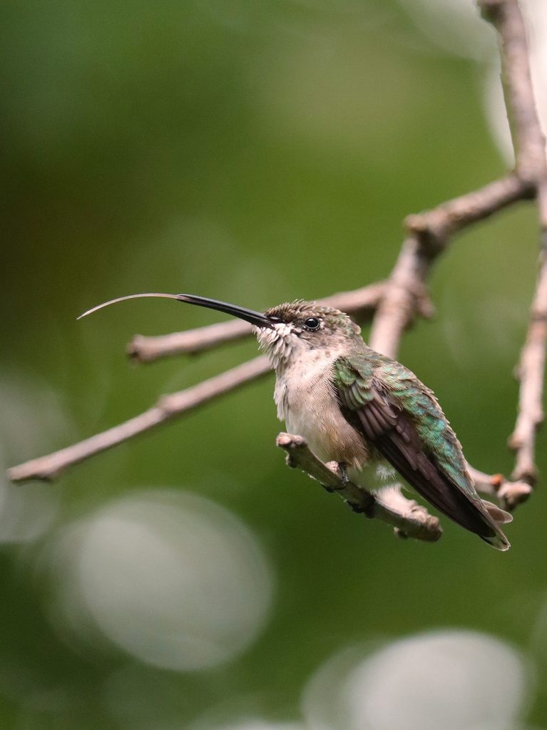 female Ruby-throated Hummingbird