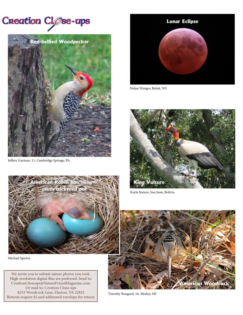 nature photos