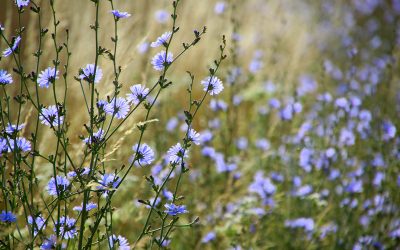 Food Plots for Wildlife, Part 1