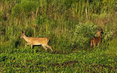 Food Plots for Wildlife, Part 2