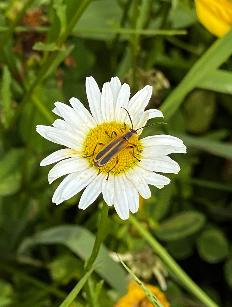 oxeye daisy with margined leatherwing beetle