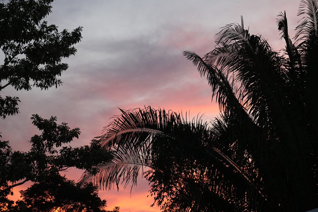 sunset behind palm leaves
