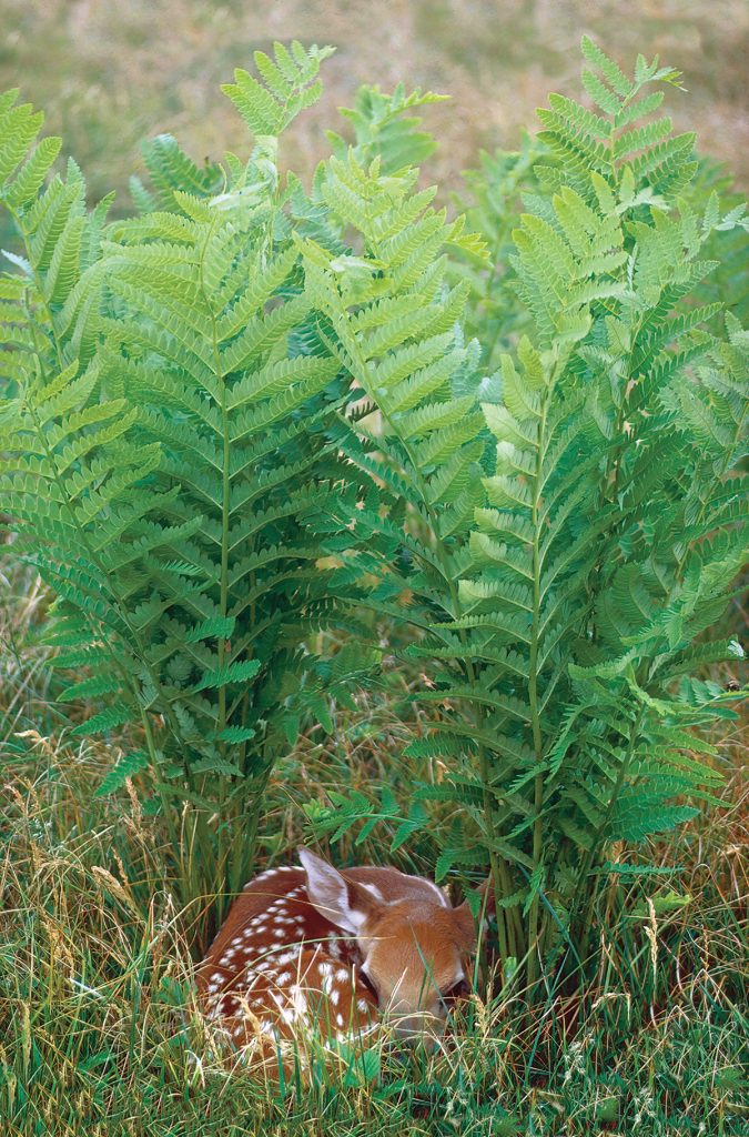 White-tailed deer fawn under cinnamon ferns