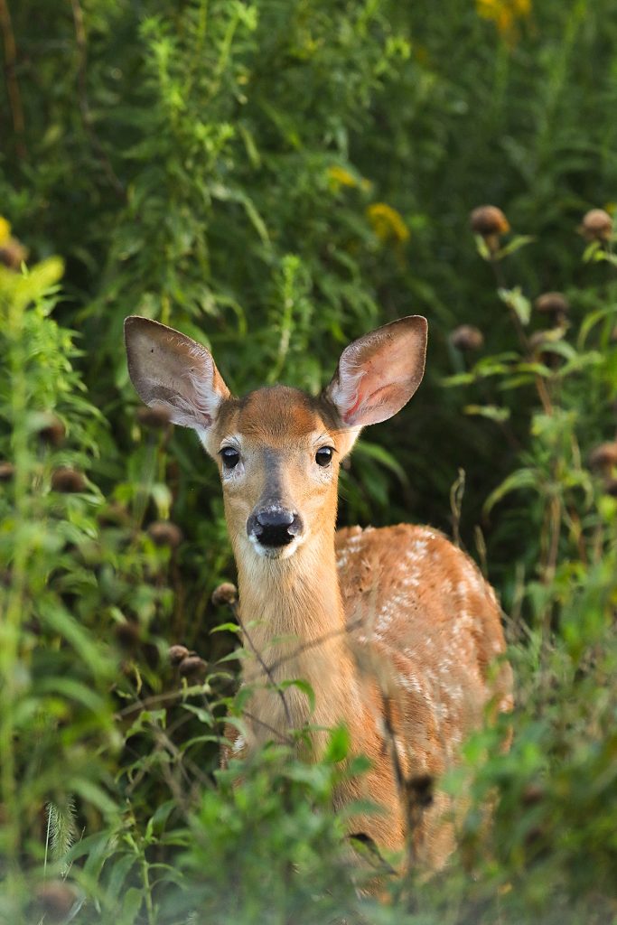 white-tailed deer fawn standing in ferns