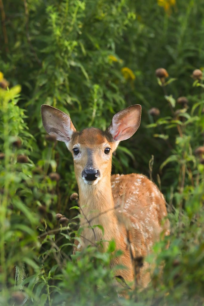 white-tailed deer fawn standing in ferns