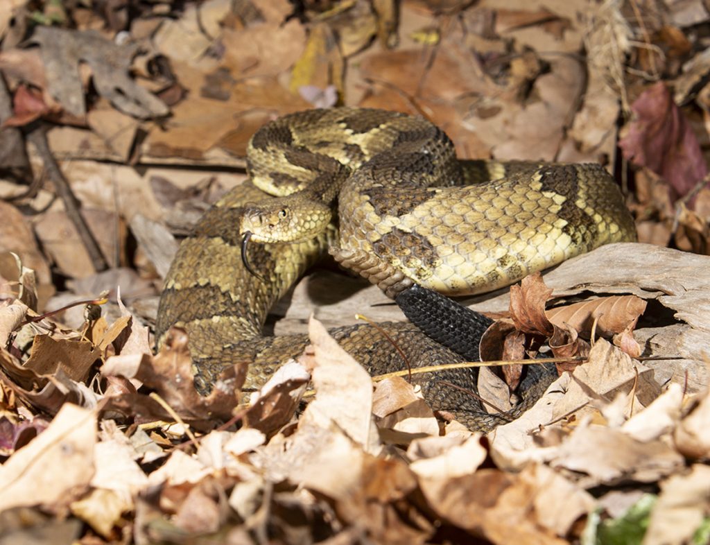 timber rattlesnake