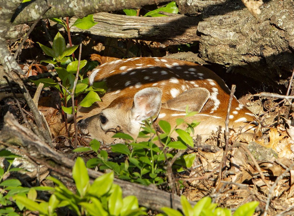 white-tailed deer fawn