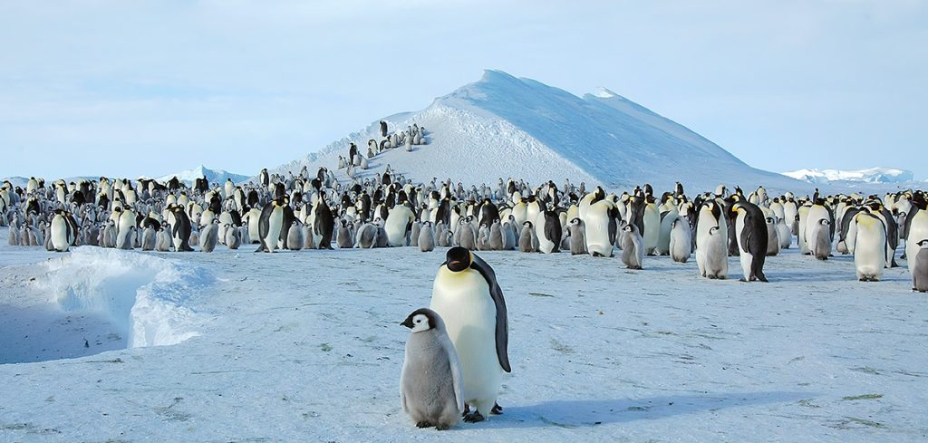 Emperor Penguin colony