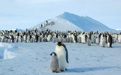 Wondernose: What birds lay and incubate their eggs in the dead of winter?