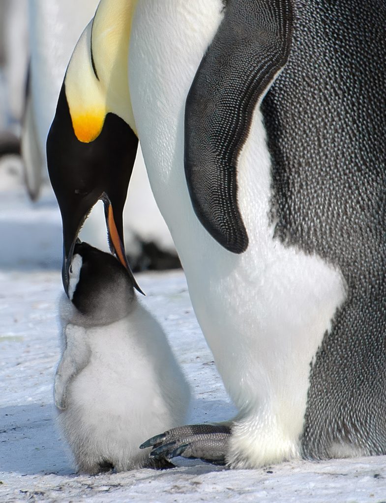 Emperor Penguin with chick