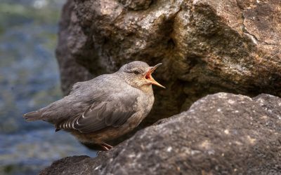 Underwater Songbird
