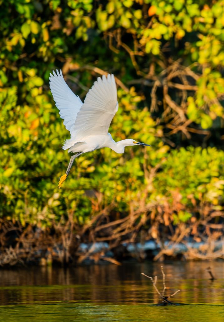 Snowy Egret flying