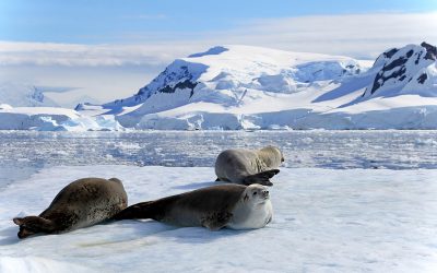 Animal Life in Antarctica