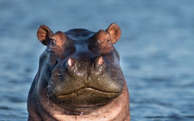 Caption This Hippo