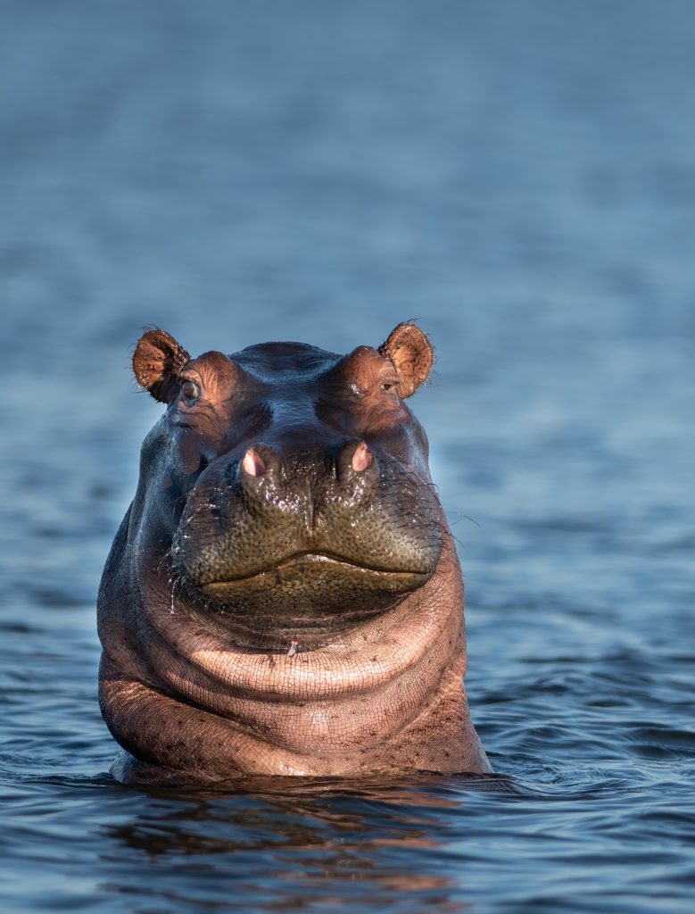 hippopotamus head looking out of water