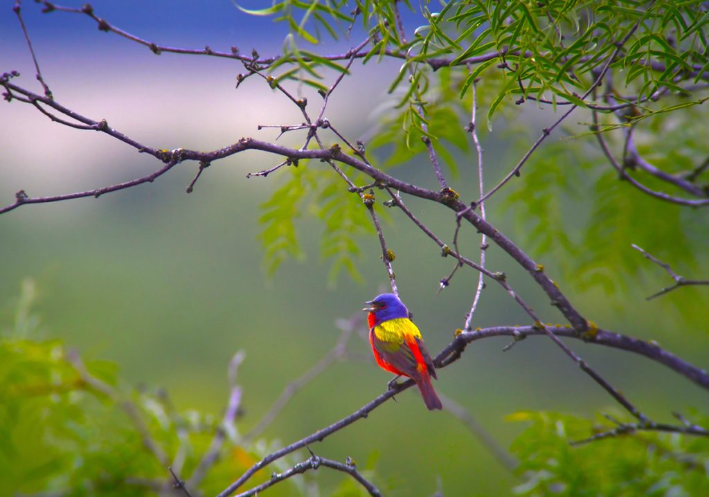 Painted Bunting